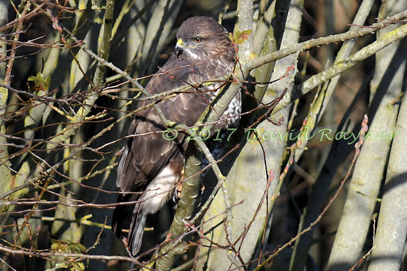 Buzzard, Common 18