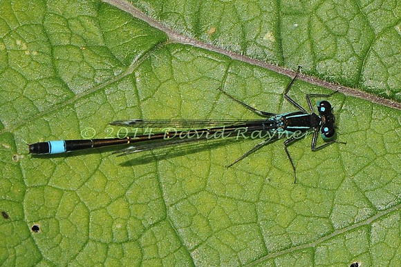 .damsel, Blue-tailed [m,]