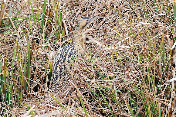Bittern 07
