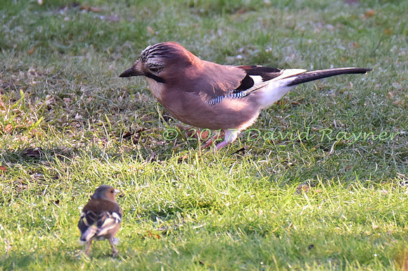 a mix of birds 17