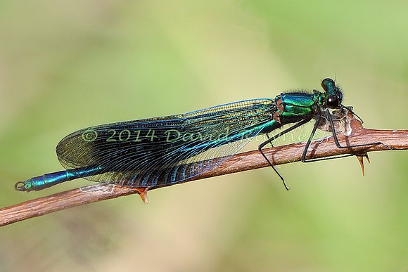.damsel, Banded Demoiselle [m]