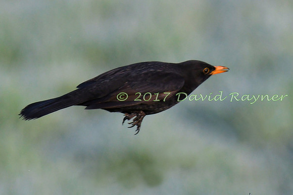 Blackbird [m]