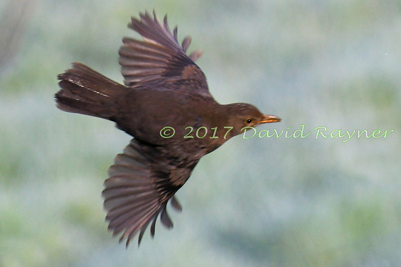 Blackbird [f]