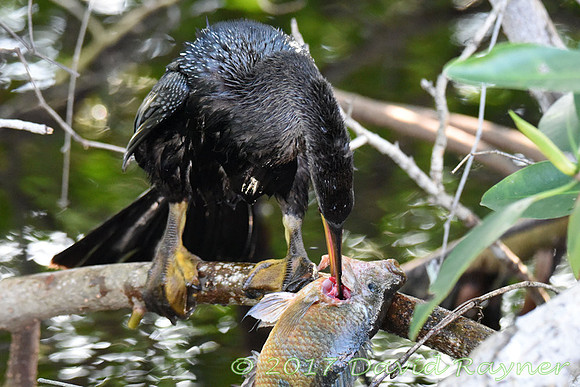 Anhinga 01