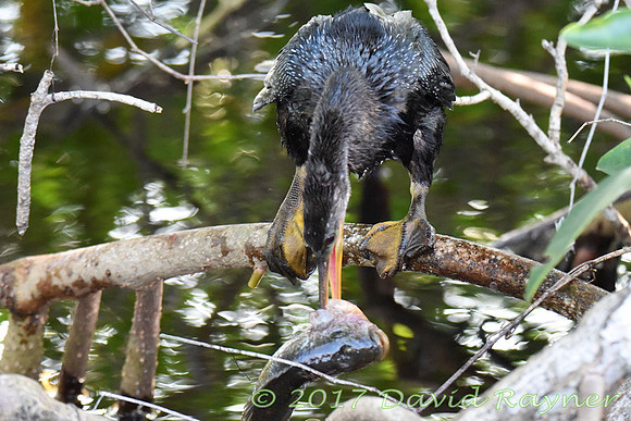Anhinga 02