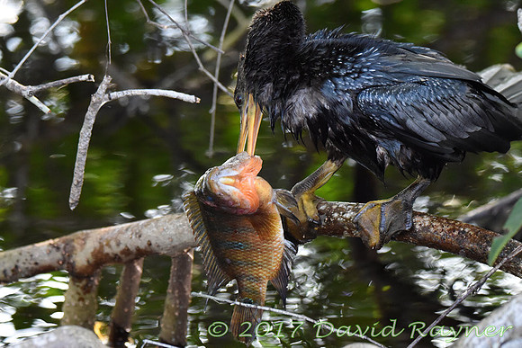 Anhinga 03