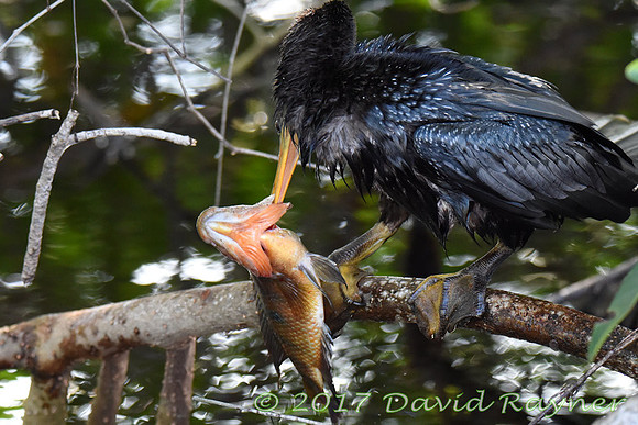 Anhinga 04