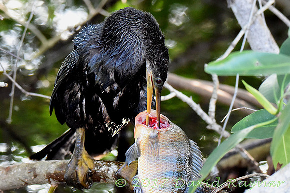 Anhinga 06