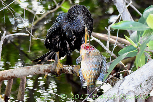 Anhinga 05