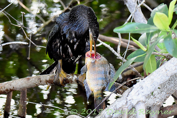 Anhinga 07