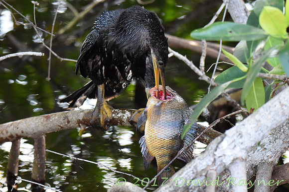 Anhinga 08
