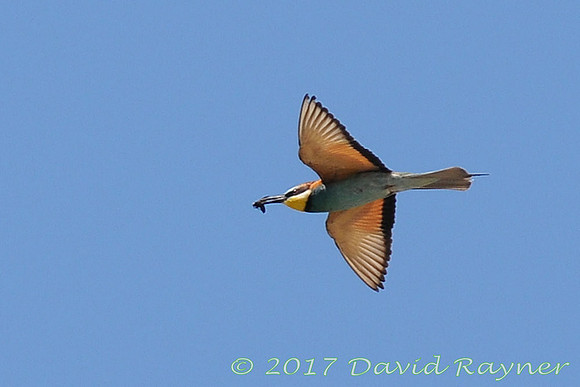 Bee-eater 1