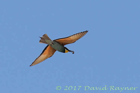 Bee-eater 2