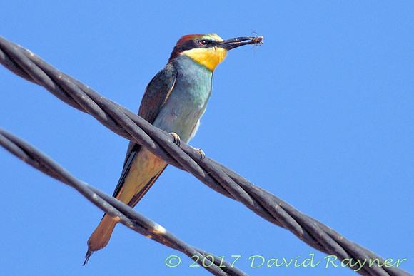 Bee-eater 3