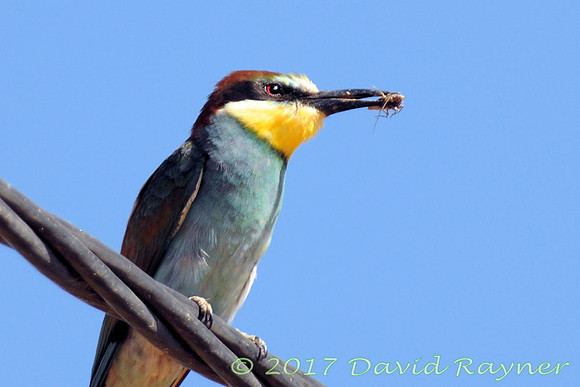 Bee-eater 4