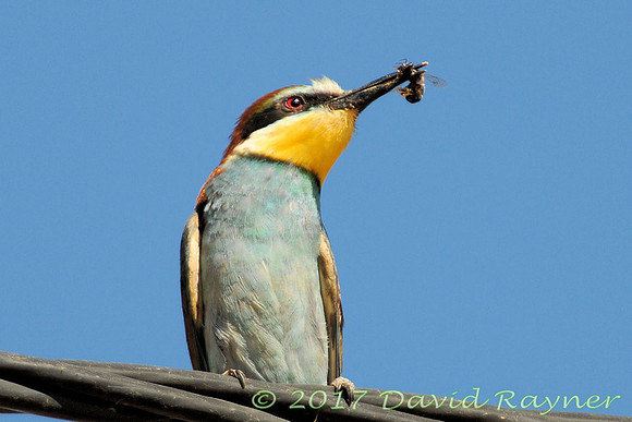 Bee-eater 5