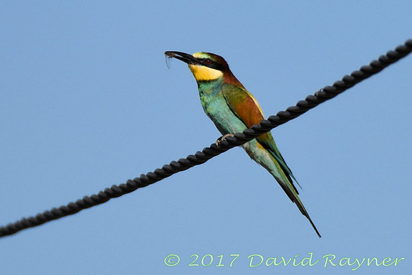 Bee-eater 6