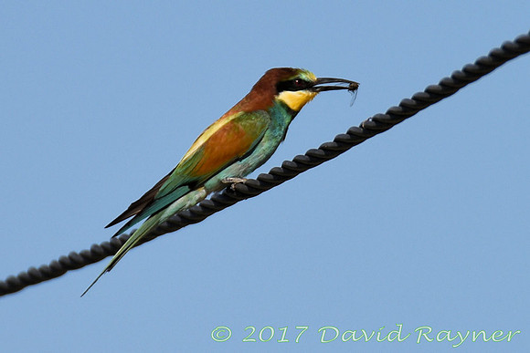 Bee-eater 7