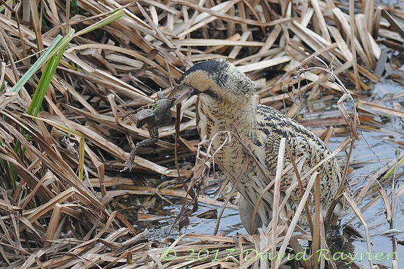 Bittern 1