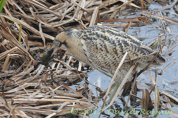 Bittern 2