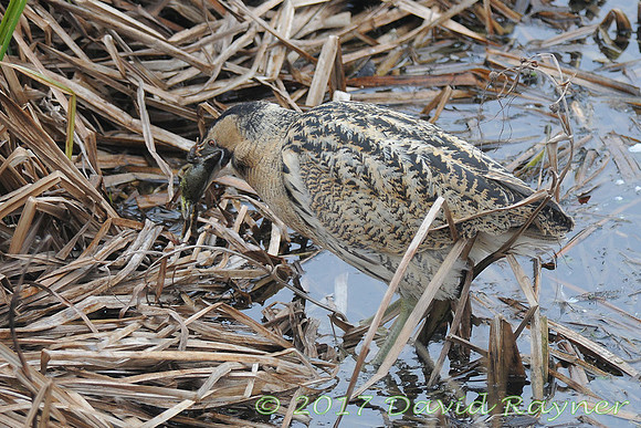 Bittern 3
