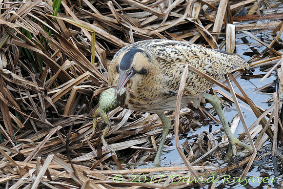 Bittern 4