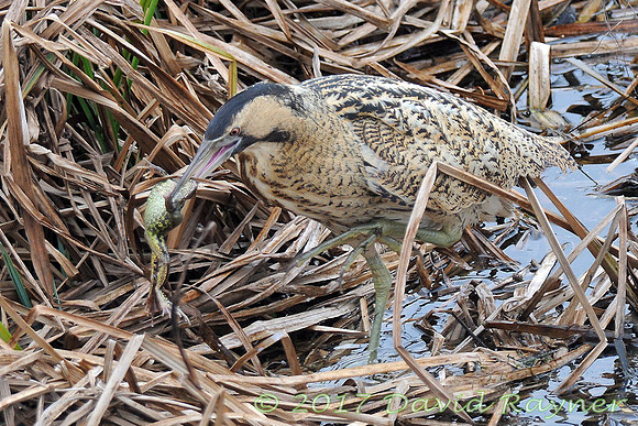Bittern 5