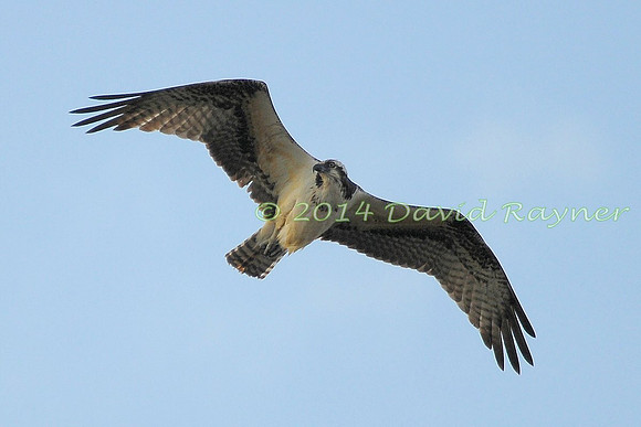 osprey (101)