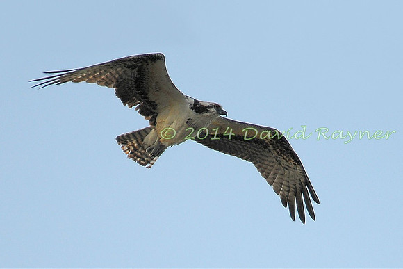 osprey (104)