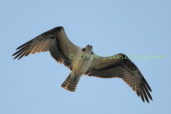 osprey (105)