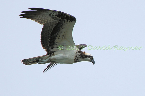 osprey (107)