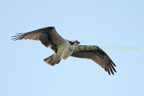 osprey (102)