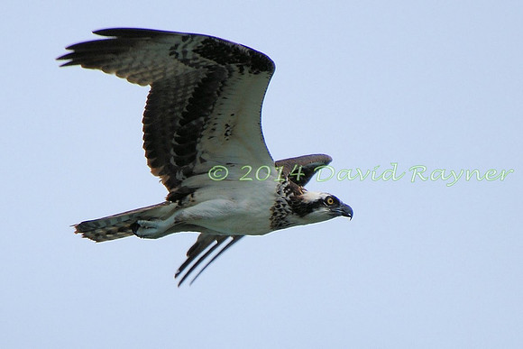osprey (106)