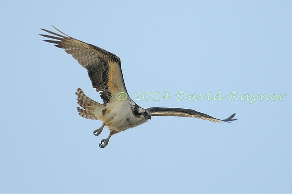 osprey (103)