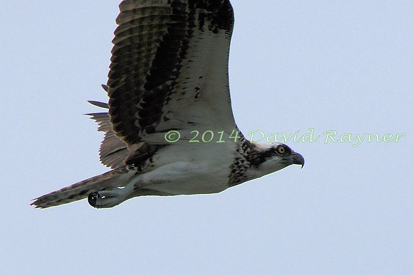 osprey (108)