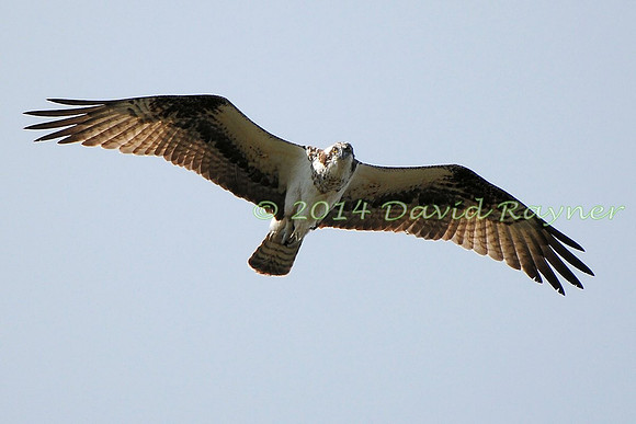 osprey (110)