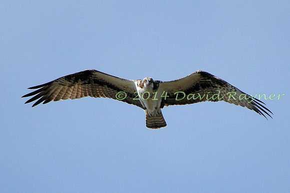 osprey (109)