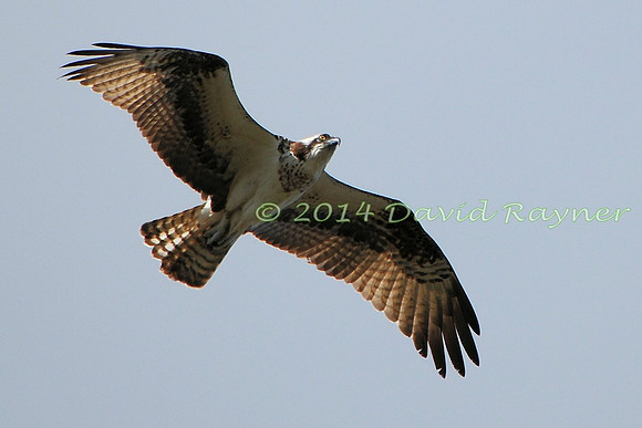 osprey (111)