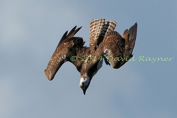 osprey (113)