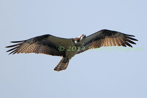 osprey (112)