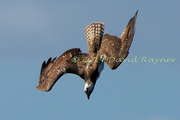 osprey (114)
