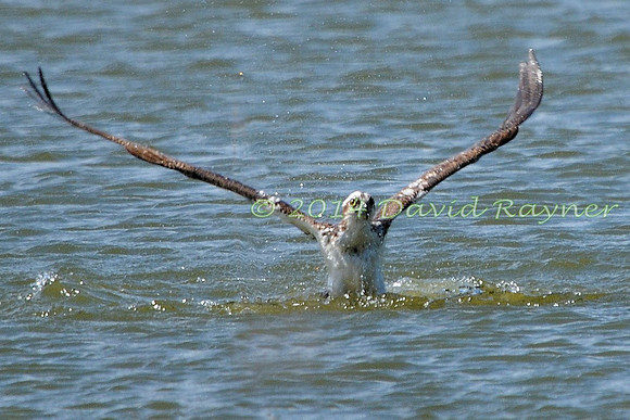 osprey (116)