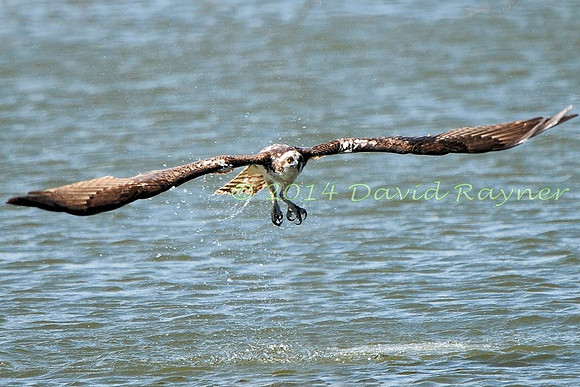 osprey (117)