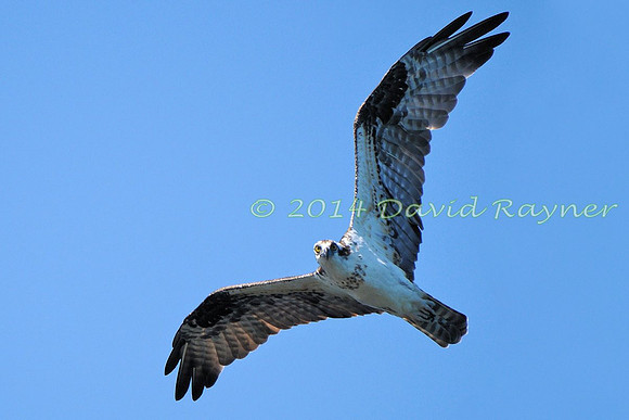 osprey (119)