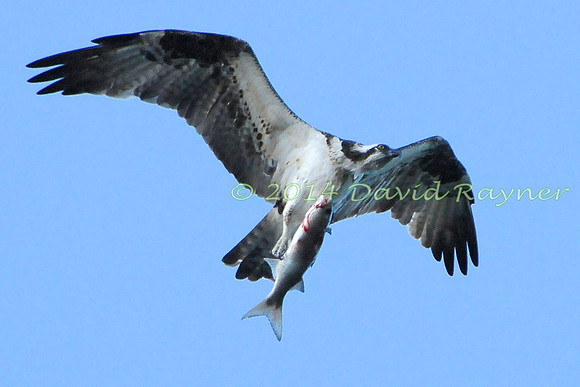 osprey (120)