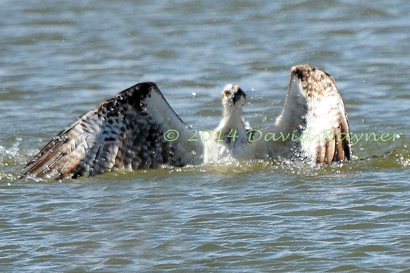 osprey (115)