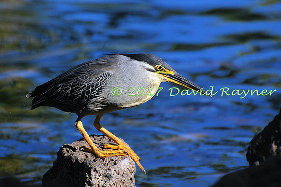 striated heron (12)