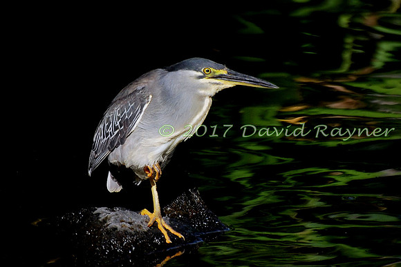 striated heron (11)