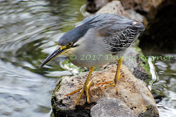 striated heron (14)