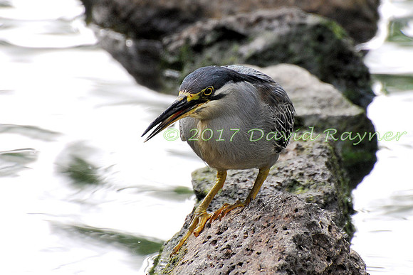striated heron (13)